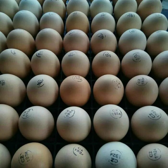Брянская область куплю яйцо. Инкубационное яйцо Кобб 500. Инкубационное яйцо Росс 308 Чехия. Инкубационное яйцо бройлера Кобб 500. Бройлер Кобб 500 яйцо.