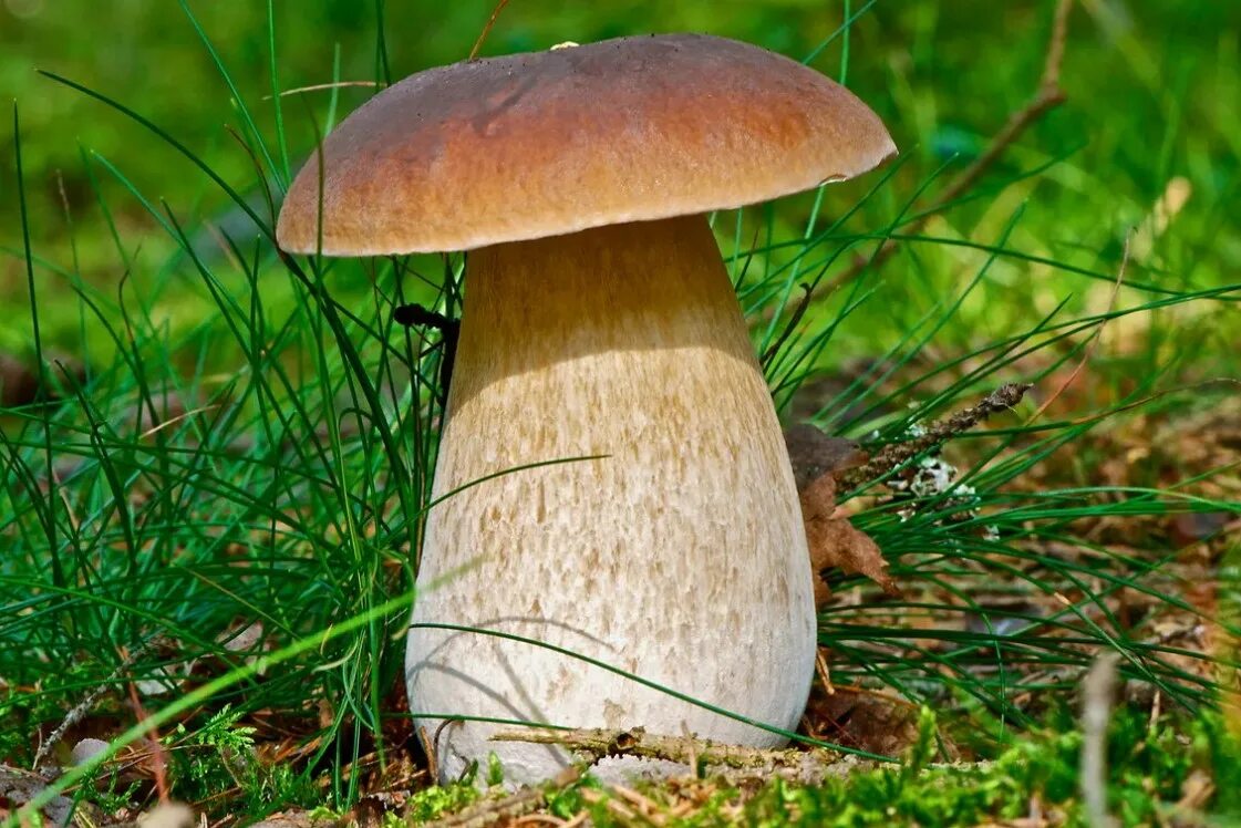 Ложный Боровик белый гриб. Боровика - Boletus edulis. Boletus edulis – белый гриб. Боровик - белый гриб Боровик. Белый гриб в природе