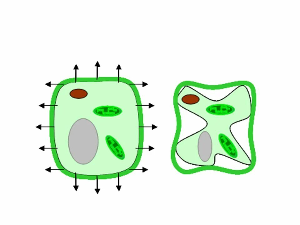 Связь между клетками растительная клетка. Плазмолиз растительной клетки. Циклоз анимация. Растительная клетка гиф. Плазмолиз бактериальной клетки.