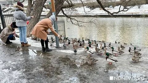Утки в городе ижевск