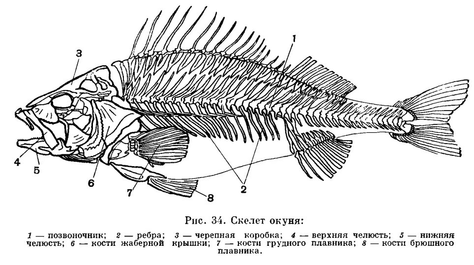 Скелет рыб 7 класс. Скелет костистой рыбы окуня. Строение скелета речного окуня. Осевой скелет речного окуня. Строение костистой рыбы окуня.