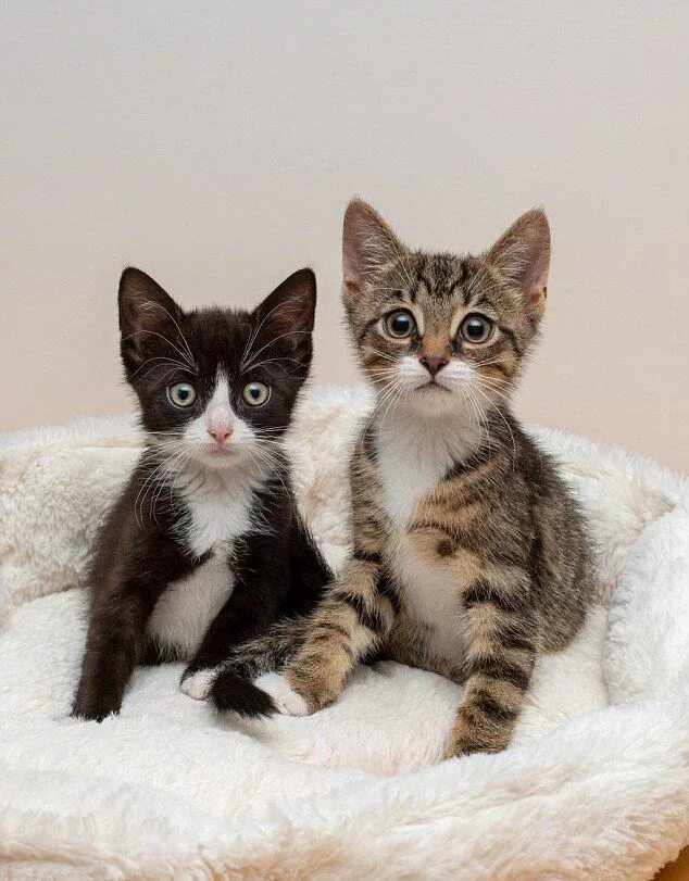 2 милых кота