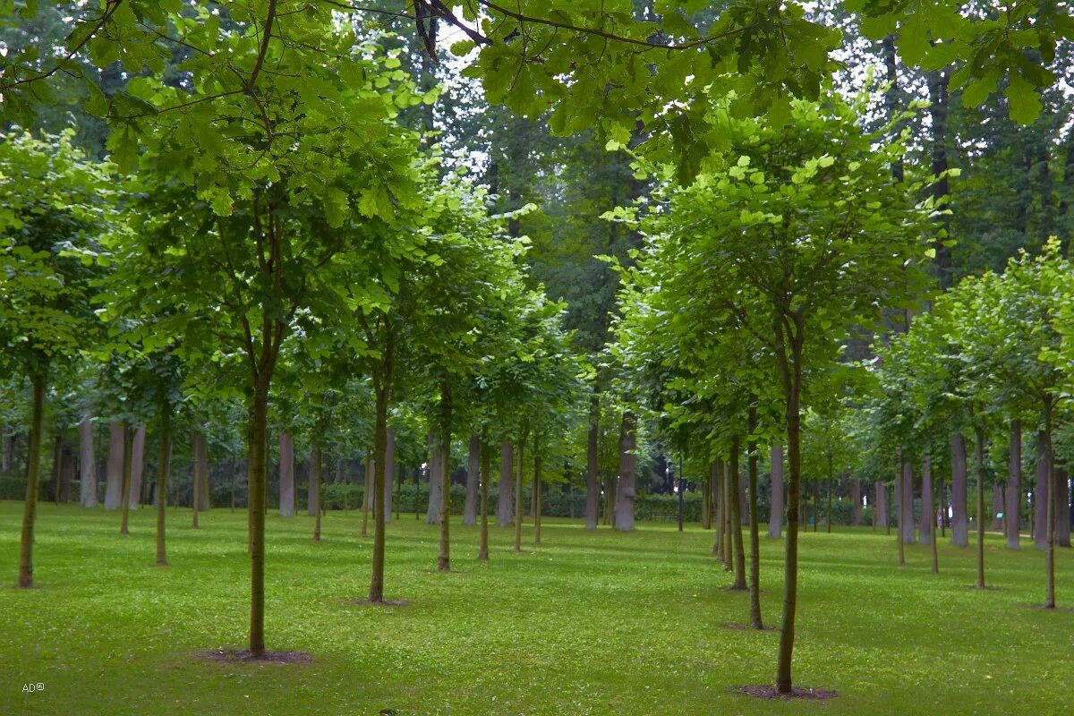 Tree course