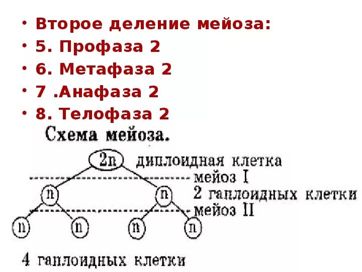 Схема деления диплоидной клетки. Схема митотического деления диплоидной клетки n и c. Составь схему, используя диплоидный биология 9 класса. В результате мейоза диплоидной клетки получается