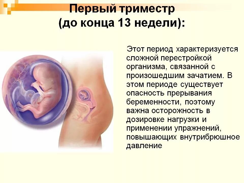 Первый триместр года. 1 Триместр беременности плод. Сроки первого триместра беременности. Триместры беременности. Беременность в первом триместре.