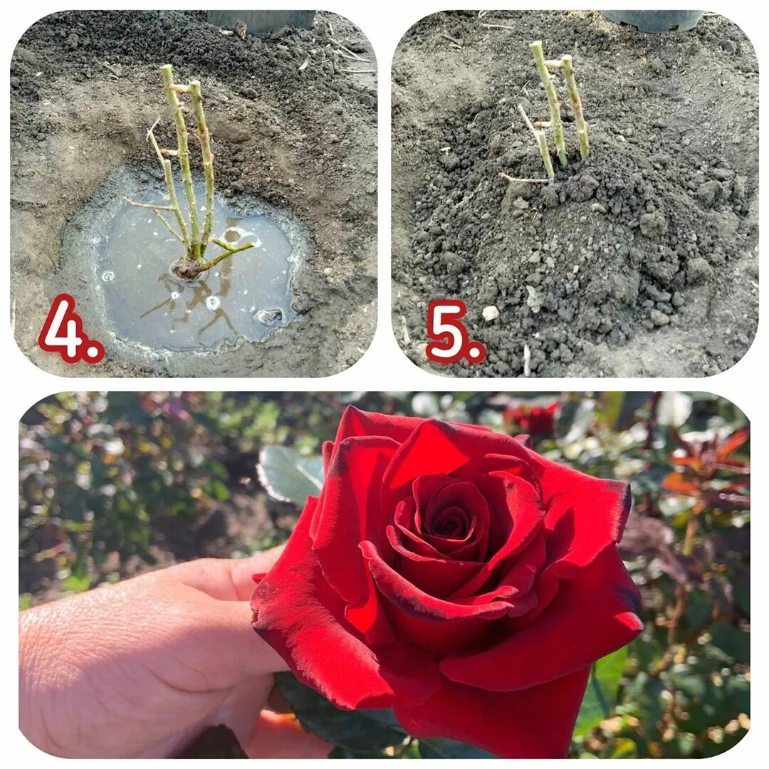 Когда можно высаживать розы в грунт весной. Посадка кустовой розы в открытый грунт весной. Что посадить с розами. Посадка роз весной в открытый грунт. Правильный саженец розы.