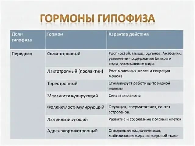 Гормон мышц