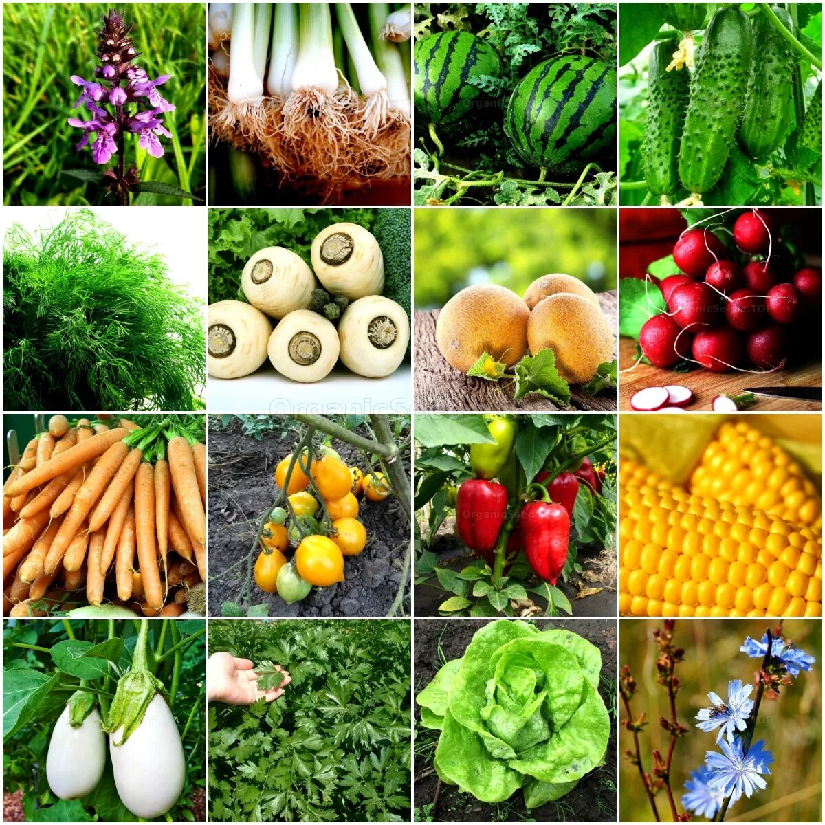 Organic Vegetable Seeds. Argento Vegetable Seeds. Seeds Vegetables Garden. Hazera Vegetable Seeds.