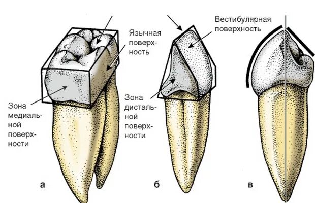 Клыки поверхность зуба