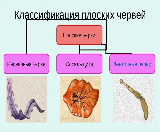 Плоские черви подразделяются на. Классификация плоских червей 7 класс биология. Классификация плоских червей 7 класс. Таблица плоских червей Ресничные сосальщики ленточные. Класс ресничные сосальщики ленточные