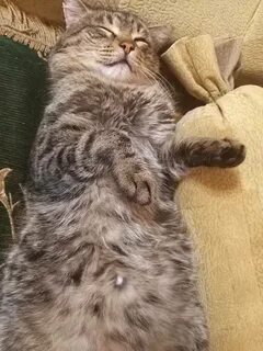 Кошачий пуп