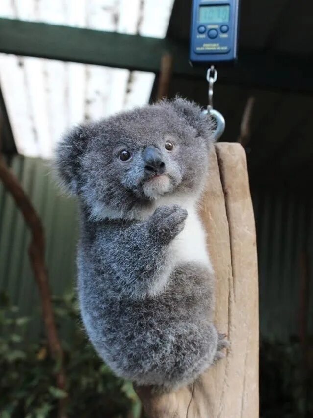 Любящая коала. Грустная коала. Коала мэм. Коала Мем. Упоротая коала.