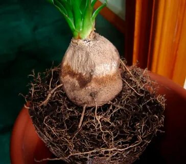 Выпустишь корня