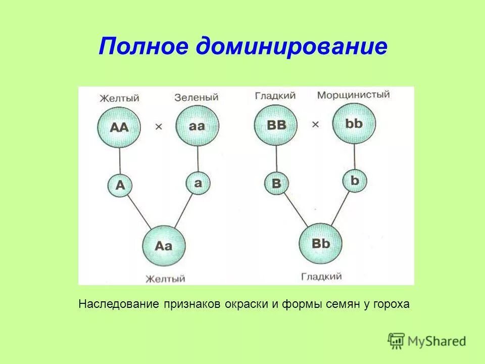 Полное доминирование по определенному признаку. Полное доминирование признака. Полное доминирование это в генетике. Полное доминирование генов пример. Полное доминирование это.
