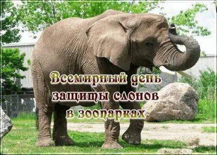 День слонов