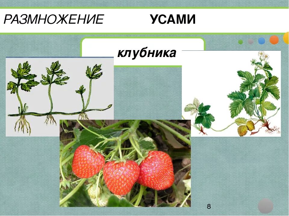 Клубника класс растений. Вегетативное размножение усами. Земляника размножается усами. Размножение растений усами. Растения размножающиеся усами.