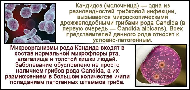 Молочница бактерии. Грибковая инфекция кандидоз. Грибы кандида заболевания. Кандидоз клинические проявления. Грибковые заболевания половых органов у женщин.