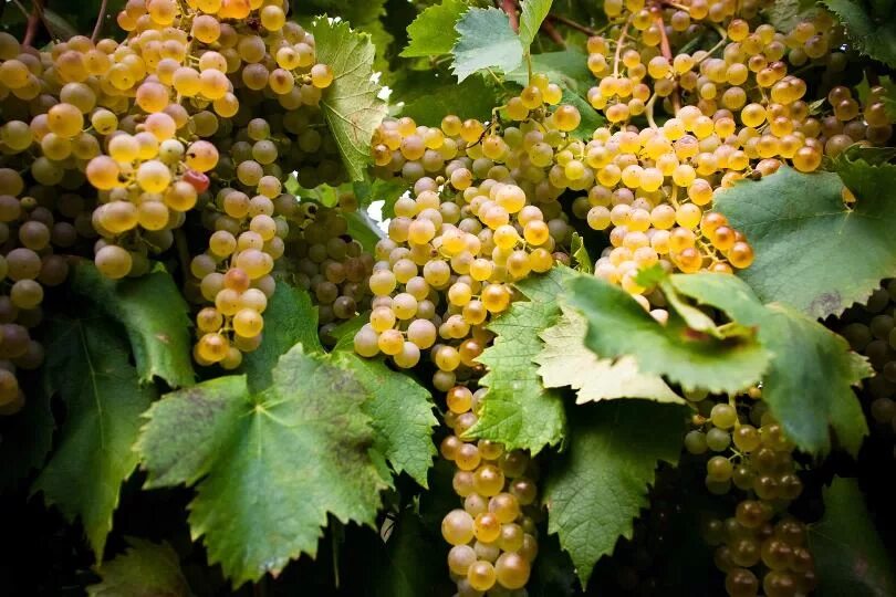 Spanish fruit pickers collect grapes from precarious Riberia Sacra hills Daily M