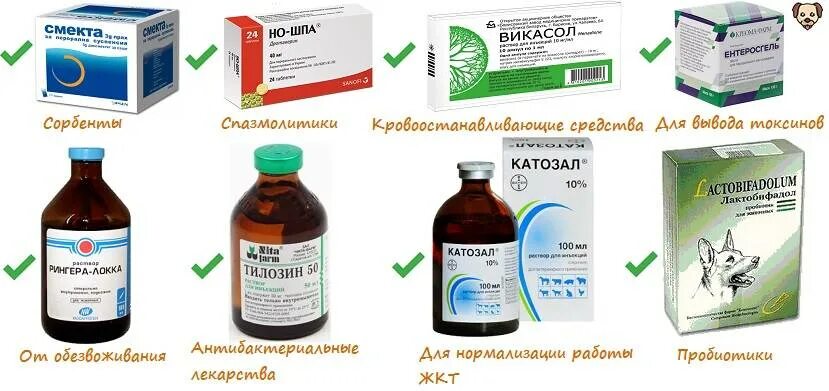 Как пишется кашляет или кашлеет