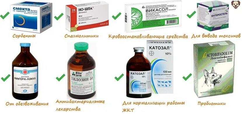 Что пить при поносе в домашних условиях. Лекарства при панкреатите у собак. Средство от диареи для собак. Таблетки от диареи для собак. Лекарство для собаки при расстройстве желудка.