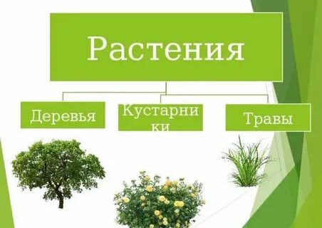 Какие травы бывают окружающий мир 2 класс