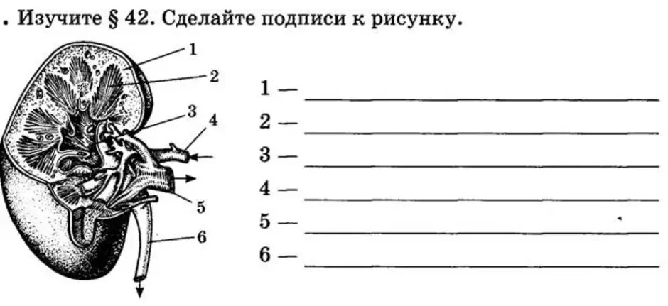 Сделайте подписи к рисунку строение. Строение почки человека без подписей. Строение почки человека рисунок без подписей. Строение почки немой рисунок. Строение поскибез подписей.