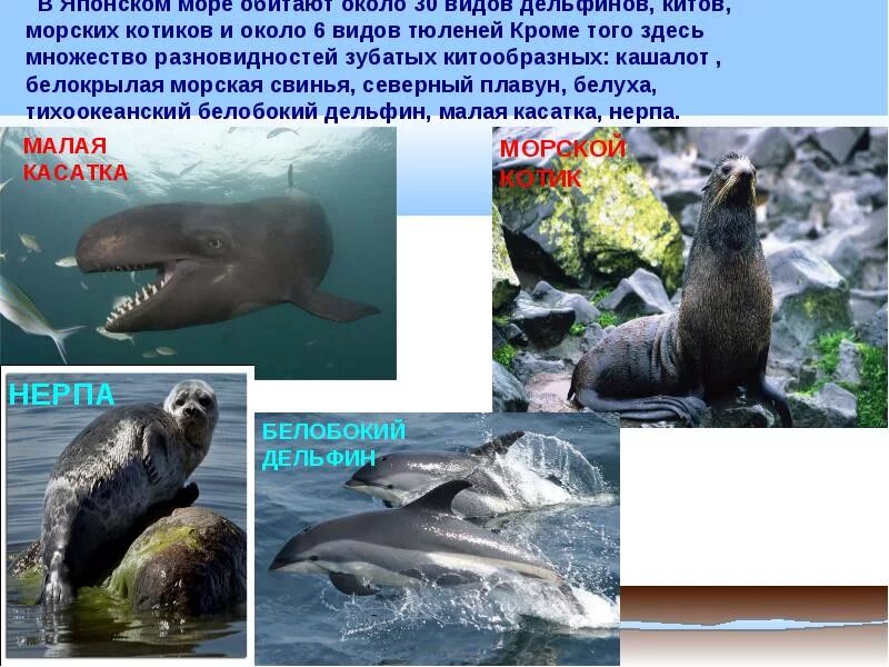 Презентация морских животных