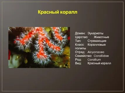 Родом красна