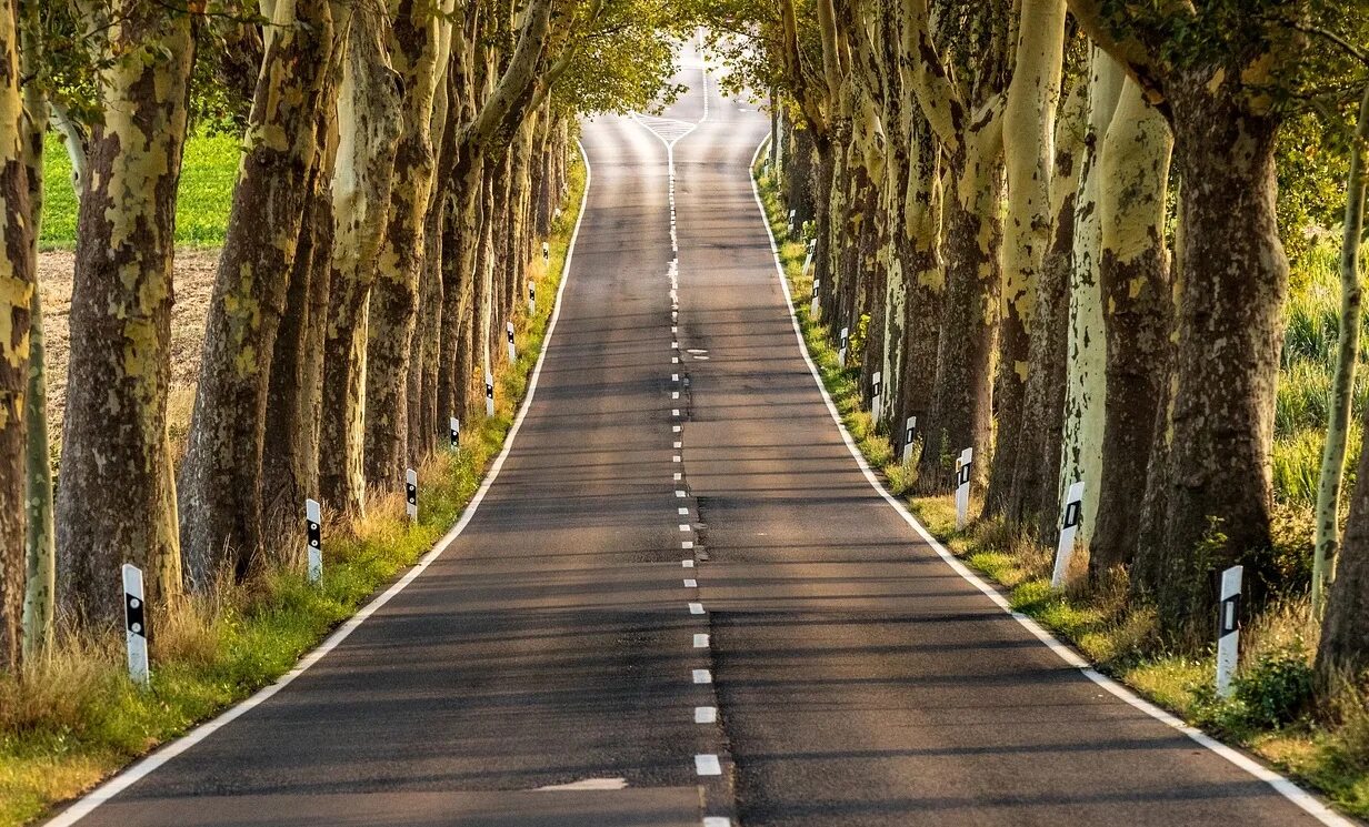 Растет возле дороги. Дорога среди деревьев. Красивая дорога. Деревья вдоль дороги. Аллея из деревьев.