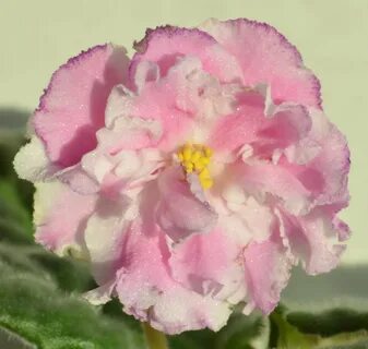 Irish rose