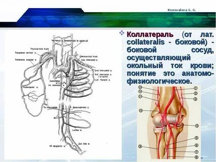 Коллатеральные артерии