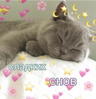 Картинки котиков милых спокойной ночи