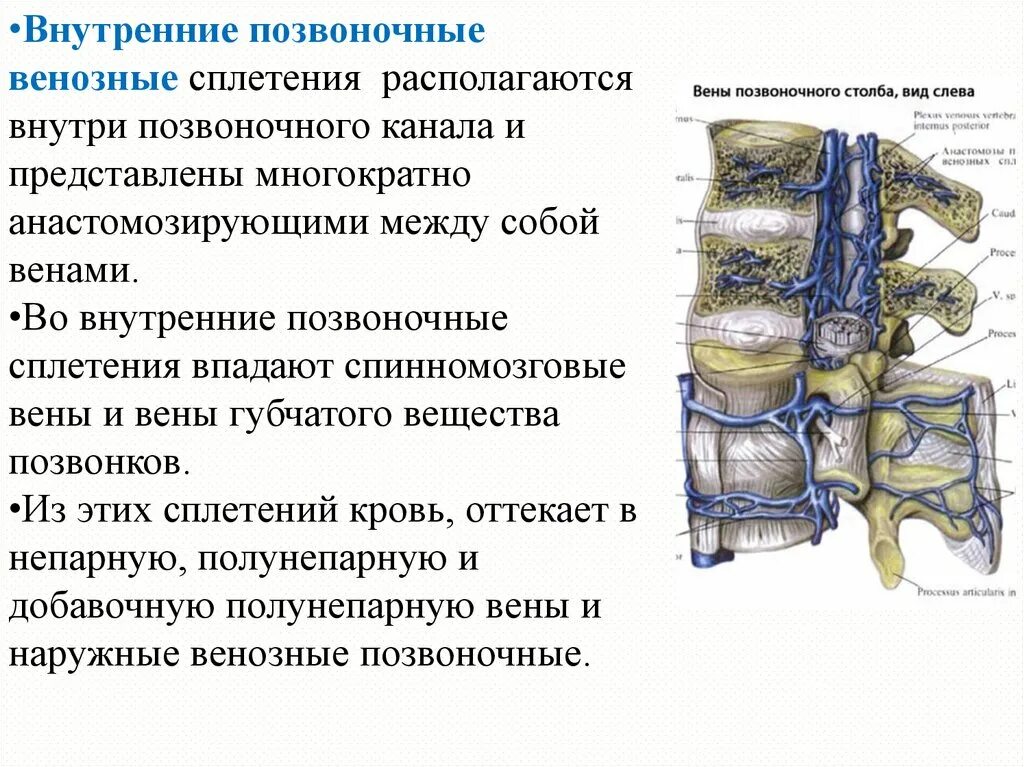 Кровоснабжение межпозвоночных дисков. Венозные сплетения позвоночного столба. Венозные анастомозы позвоночного столба. Венозные сплетения позвоночного столба кава-кавальные анастомозы. Анатомия позвоночные сплетения вены.