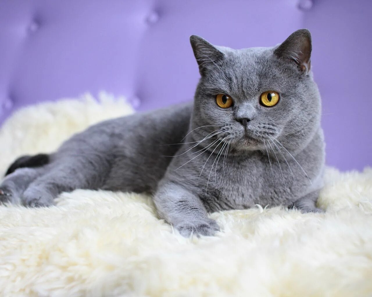 Британская кошка короткошерстная серая. Британская короткошёрстная кошка голубая. Британка за 7 дней. Порода британская короткошерстная. Британка за 7 дней.