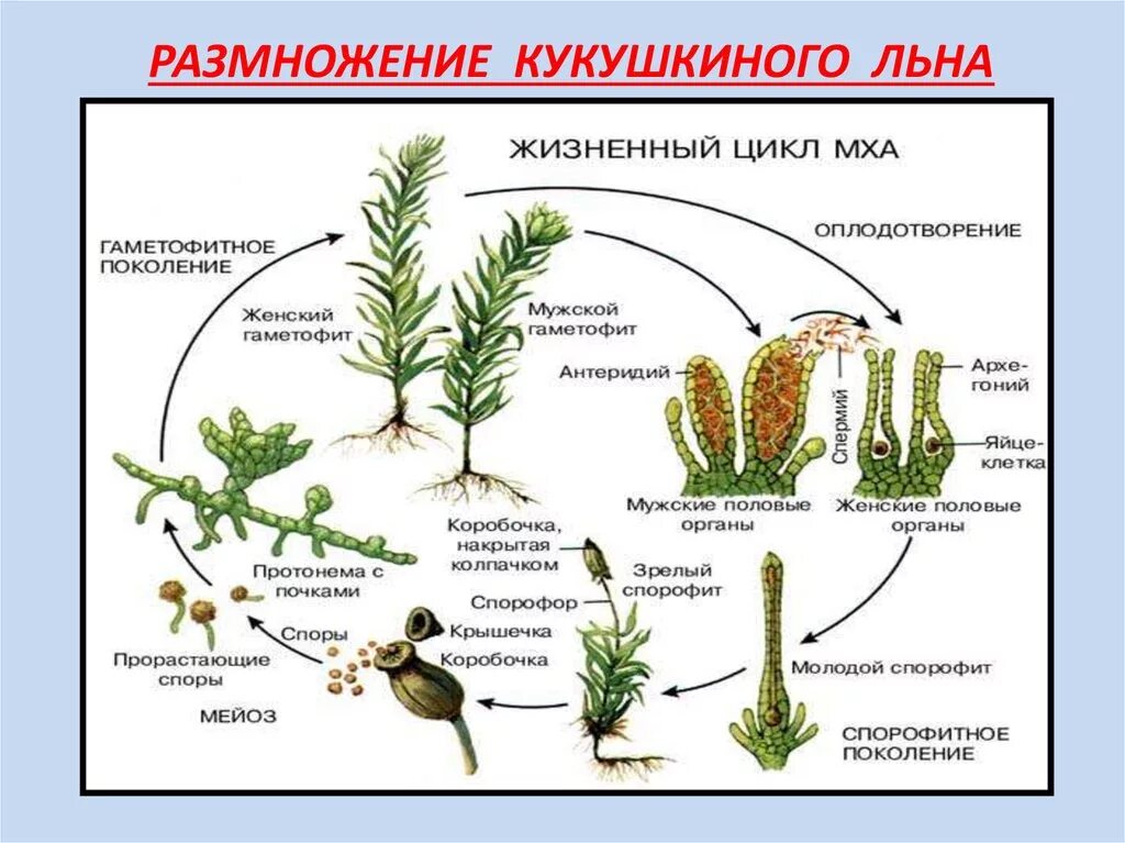 К какому классу относят растение предросток похожая. Размножение кукушкиного мха. Спорогоний Кукушкина льна. Цикл размножения кукушкиного льна. Строение размножение жизненный цикл кукушкиного льна.