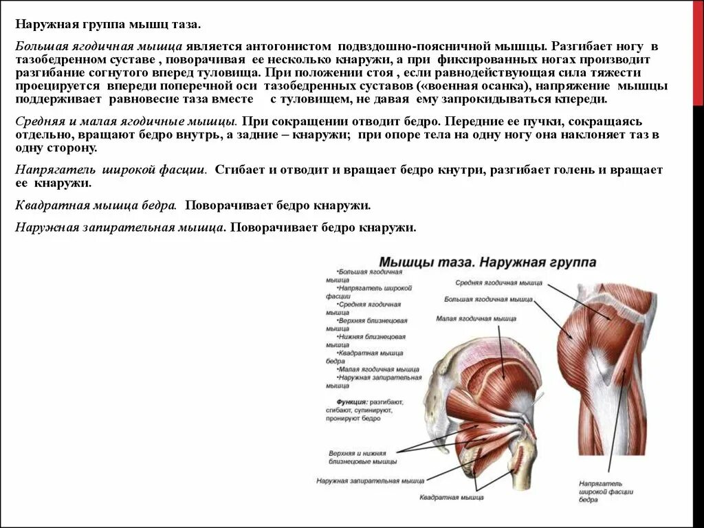 Мышцы приводящие в движение. Мышцы таза наружная группа запирательная. Мышцы тазобедренного сустава анатомия. Наружная ягодичная группа мышц таза. Ягодичные мышцы таза.