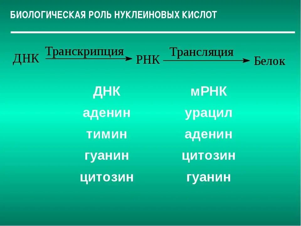 Рнк тимин урацил. Тимин гуанин цитозин аденин таблица. Таблица гуанин цитозин Тимин РНК ДНК. ДНК Тимин гуанин цитозин урацил. Аденин соответствует гуанину таблица.