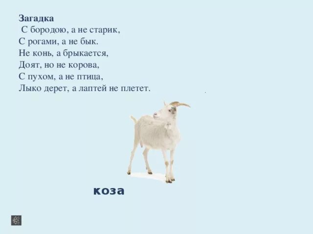 Что пьет корова загадка. Загадка про козу для детей. Загадка про корову. Загадка про быка. Загадки про животных коза.