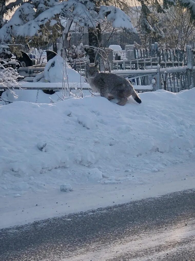 Рысь гуляет. Рысь в Нижегородской области. Рысь в Кушве. Кушва Свердловская область Рысь. Рысь в Ивановской области.