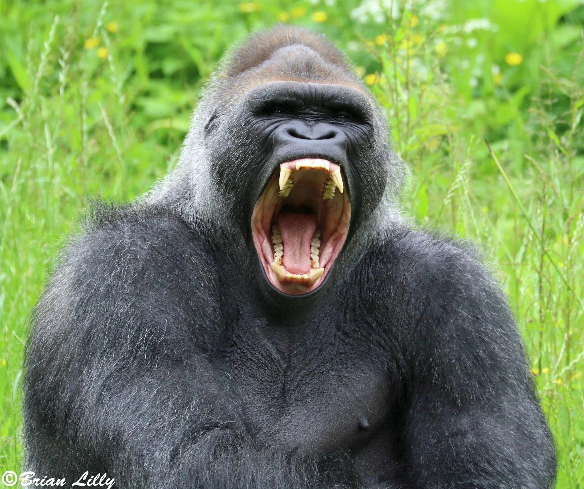 Silverback горилла. Горилла и шимпанзе. Горилла, самец. Горилла горилла горилла. Как кричат обезьяны