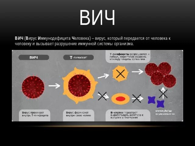 Вирус СПИДА. Вирус иммунодефицита (ВИЧ). Вирус СПИД В организме человека. Цвет вич