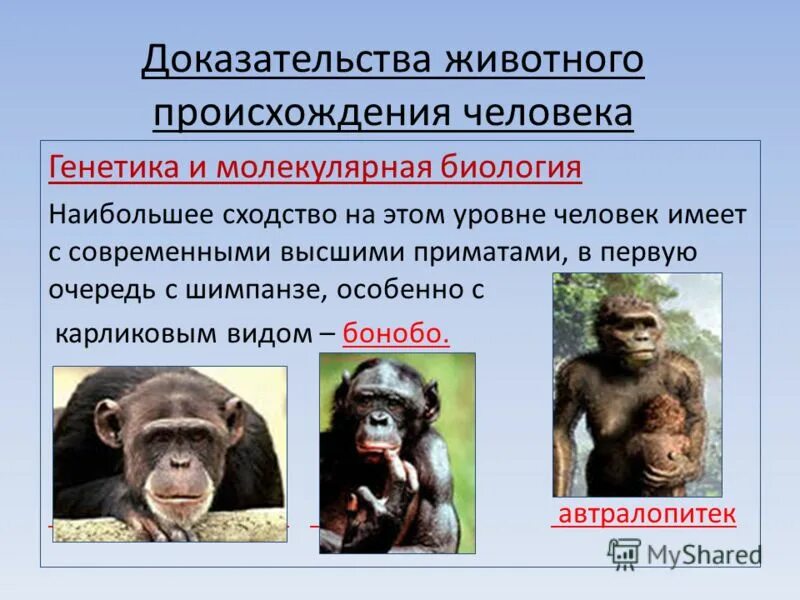 Человек произошел от животных. Каковы доказательства происхождения человека от животных. Доказательства происхождения человека от животных таблица. Доказательства происхождения человека разумного от животных. Доказательства происхождения человека от животных.