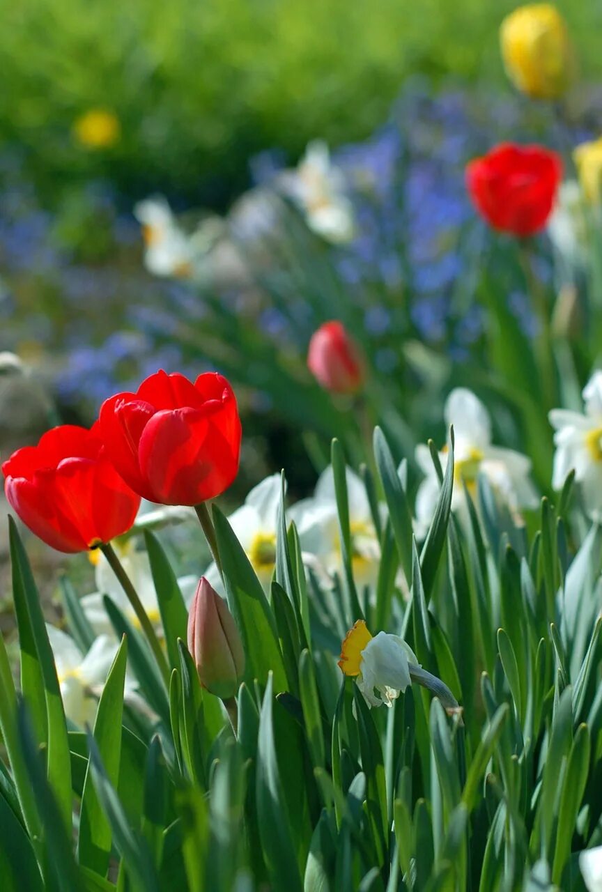 Какие цветы в мае россия. Цветы тюльпаны. Яркие тюльпаны. Vesna tyulpani.