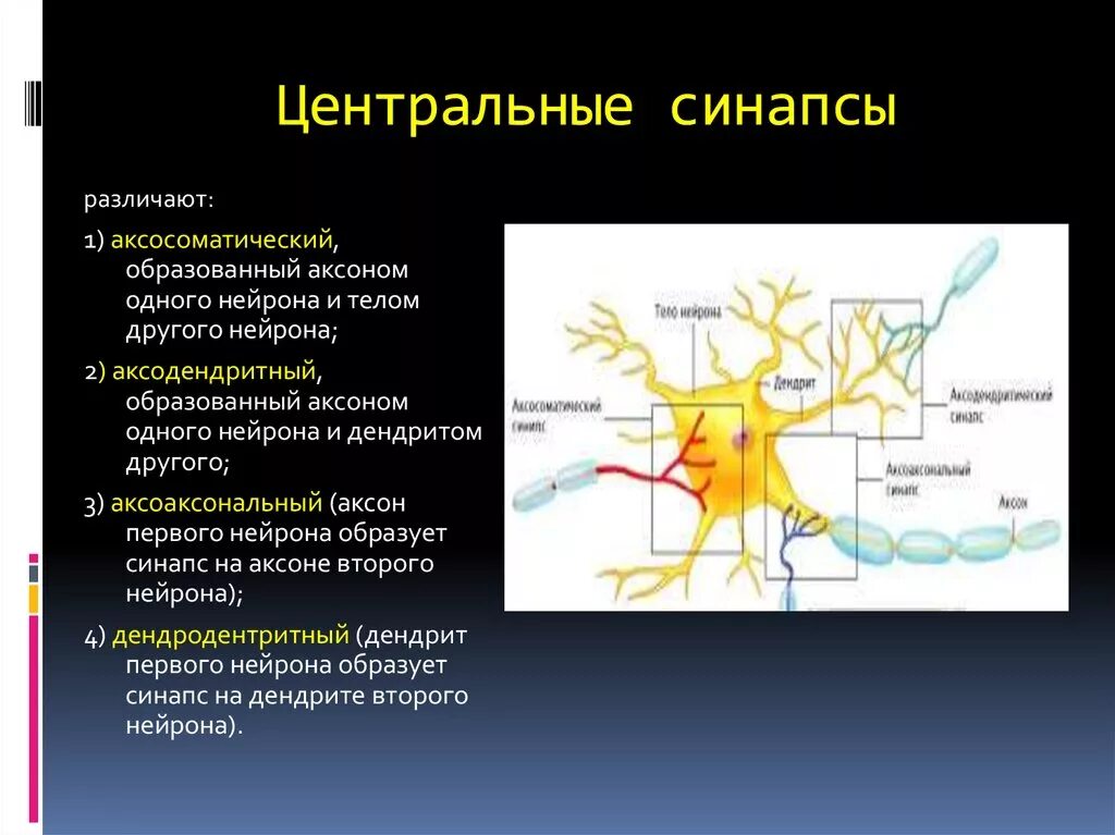 Центральные синапсы физиология. Дендрит тело нейрона Аксон синапс. Нейрон Аксон дендрит синапс. Строение нейрона Аксон дендрит синапс.