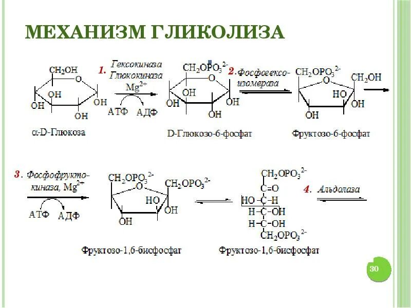 Расщепление глюкозы до молочной кислоты происходит в. Гликолиз глюкозы биохимия. гликолиз атф схема. гликолиз схема с формулами. гликолиз углеводов биохимия.