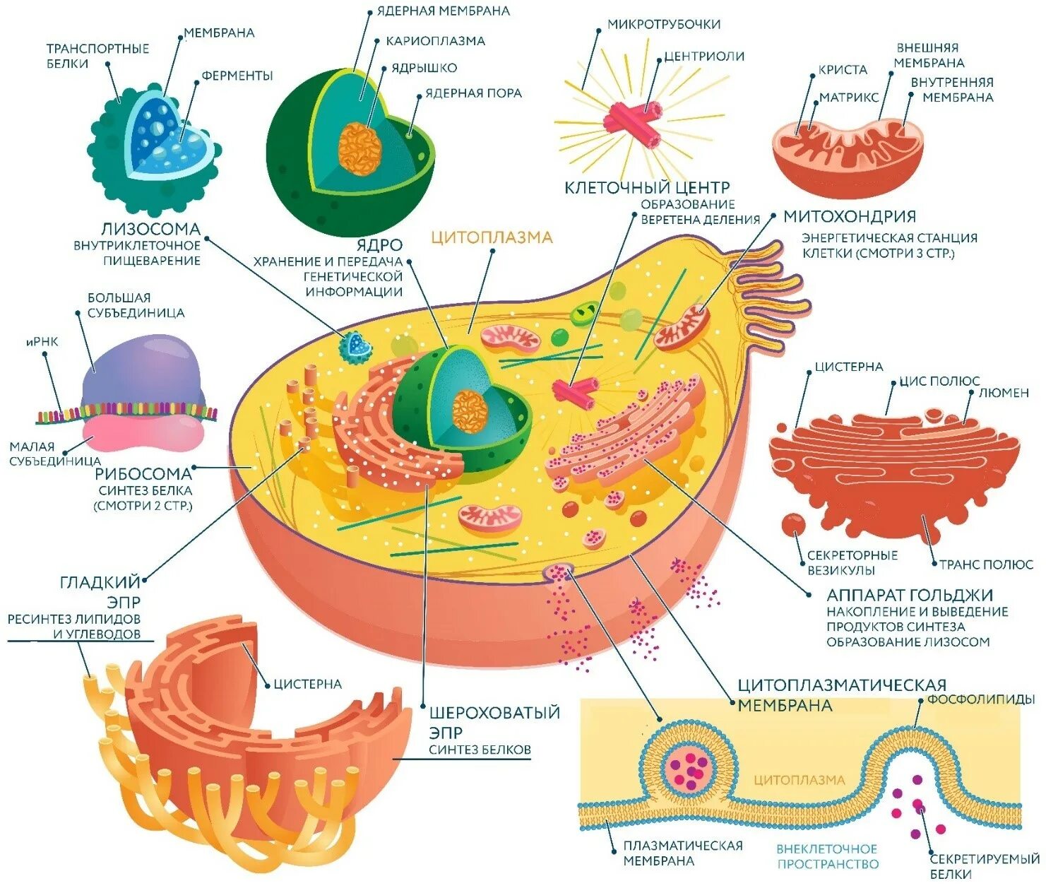 Строение клетки органеллы строение функции. Строение клеточных органелл. Мембранные органоиды растительной клетки. Мембранные органоиды животной клетки. Внутренняя среда клеток органоид