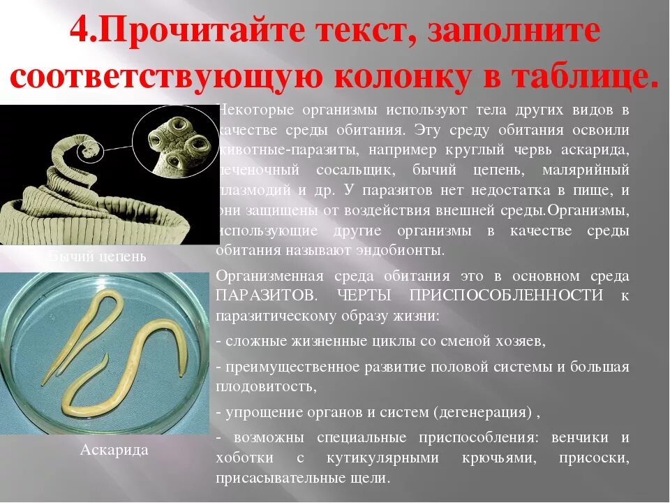 Образ жизни бычьего цепня. Приспособление бычьего цепня к организменной среде. Бычий цепень черты приспособления. Бычий цепень среда обитания. Среда обитания бычьего цепня.
