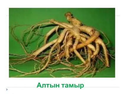 Своими корень