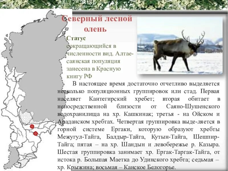 Северный олень внесен в красную книгу. Северный олень красная книга красноярского края. северный олень красная книга иркутской области. лесной северный олень красная книга тюменской области. северный олень красная книга вологодской области.