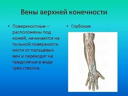 Вен верхней конечности